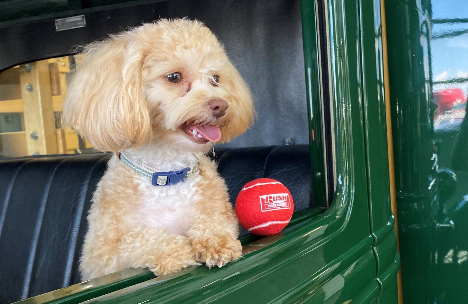 Dog in truck cab with red ball toy